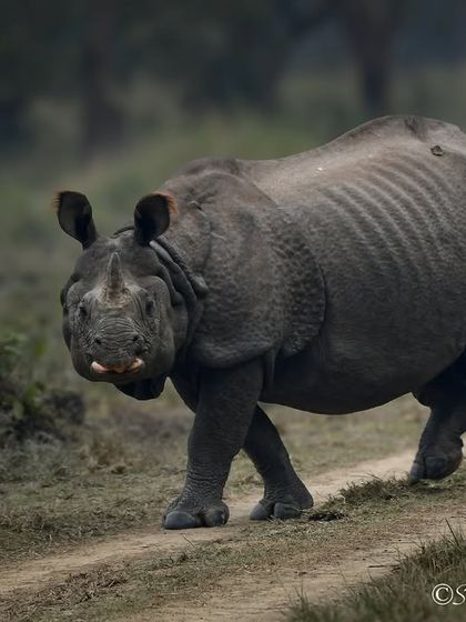 Giants of the Land photo 4