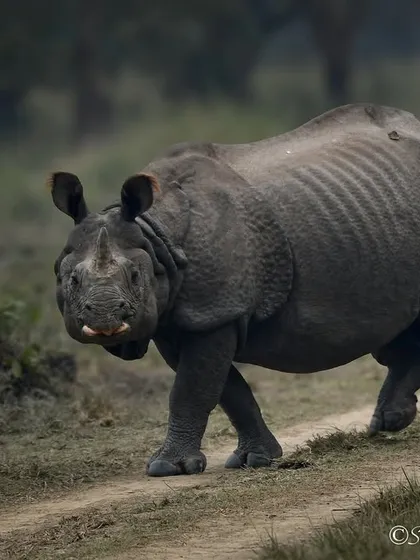 A full-body shot of a Greater One-horned Rhino on the move in Dudhwa. You can really see the texture of its thick, armor-like skin and the sheer power in its stride.