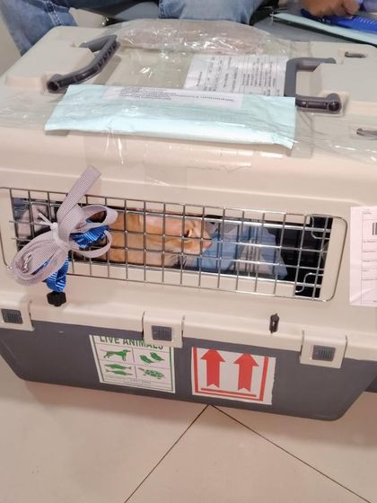 Safe & Sound: Expert Cargo Relocation photo 7