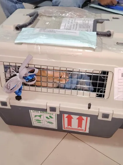 Snowy's crate, seen from the outside, with all the necessary "Live Animal" stickers and paperwork attached. These details are crucial for smooth handling by the airline.