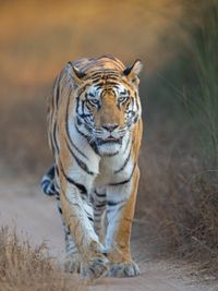 Fine Art Wildlife Prints & Image Licensing