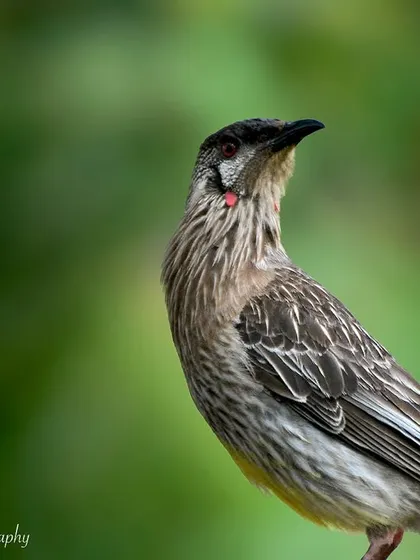 A Red Wattlebird from Melbourne, Australia. Its distinctive red wattle and streaked plumage make it a unique and beautiful bird.