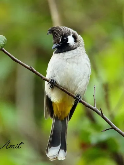 The Himalayan Bulbul, with its jaunty crest and white cheeks, is a common but charming songbird of the region. They are quite territorial during breeding season and their lively antics are fun to photograph.