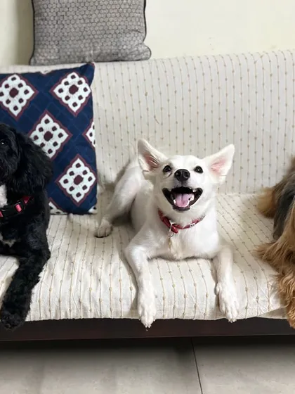 Say hello to the happy crew. I only board a small number of dogs at a time, which allows for proper socialization and ensures no one gets overwhelmed. It's all about quality care, not quantity.