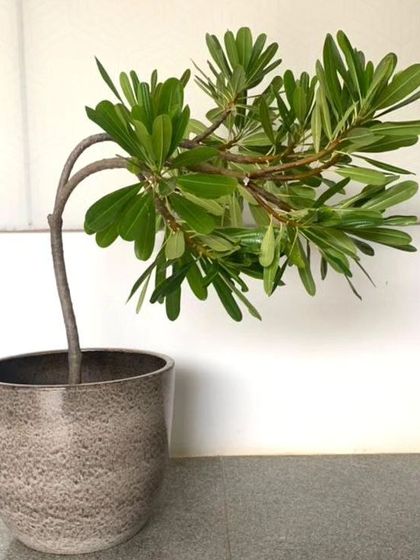 Plants naturally bend towards the light, creating beautiful, organic shapes. This uniquely curved plant in a rustic pot shows how we embrace the natural tendencies of plants in our styling.