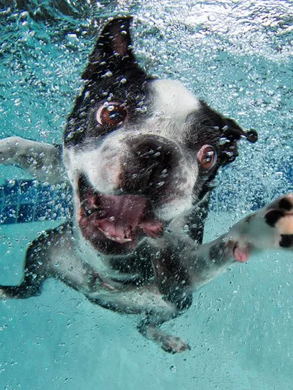 The pure acrobatic joy of a Boston Terrier in the water. These sessions are all about letting your dog be themselves while we capture the magic.
