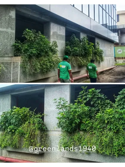 A before-and-after view of an exterior window box at an MNC pharmaceutical site. Our team installed and now maintains this lush arrangement, transforming a sterile concrete facade into a vibrant wall of green.