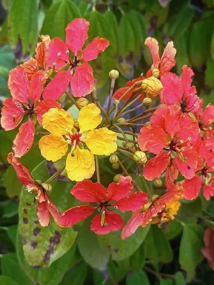 The Bauhinia coccinea, or Red Trailing Bauhinia, is a stunning creeper that brings a burst of warm color to any garden. Its unique red and yellow flowers make it a fantastic choice for trellises or fences in outdoor landscaping projects.