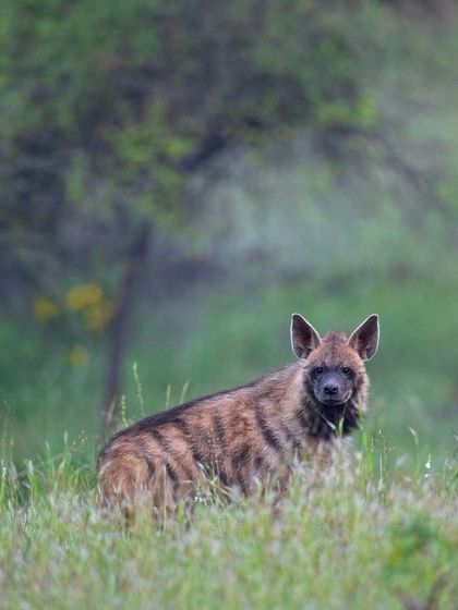 A Striped Hyena peers through the foliage. Their striped coats provide excellent camouflage in the scrublands they inhabit.