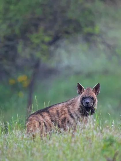 A Striped Hyena peers through the misty green landscape, its striped coat providing excellent camouflage.