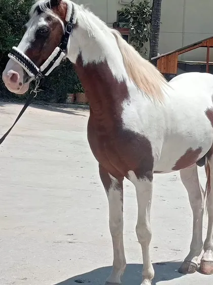 Introducing our new Kathiyawadi stallion. This magnificent paint horse stands at 59 inches and has a striking 'Lal Ablak' coat, a proud addition to our collection.