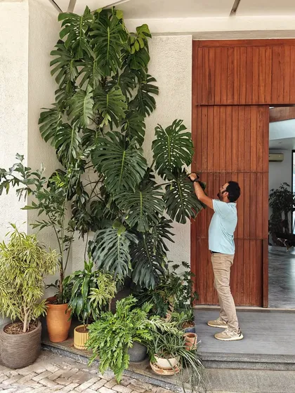 This is the magic of time and proper care. When we planted this Monstera at a client's home in Kalote four years ago, it was half this size. Seeing our plants thrive and take over a space is the greatest reward.