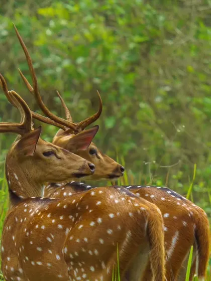 Two Spotted Deer stags stand together in a lush green meadow, their antlers creating a beautiful natural frame. This image captures a serene moment of companionship in the wild, perfect for travel features or branding that evokes tranquility.