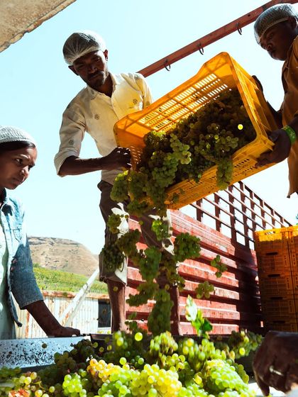 With practiced hands, our team transfers crates of freshly picked white grapes for sorting. This dynamic shot captures the energy and teamwork that defines our harvest season.
