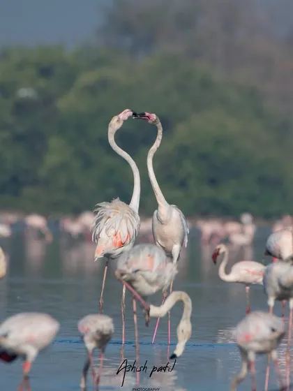 Another angle of the flamingo courtship display, capturing the elegance and symmetry of their interaction.
