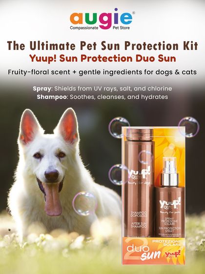 Augie Pets - Pet Supplies Health, Wellness & Pet Care Tips photo 21