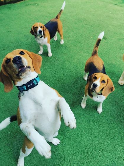 Becky's Bow Wow House - Dog Boarding (Overnight & Long-Term) Pawsitive Vibes: Our Happy Guests photo 21