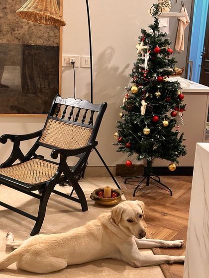 PL Paws - Dog Adoption Services Happy Tails: Our Adoptees in Their Forever Homes photo 110