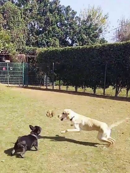 A Labrador jumps for the ball while his French Bulldog friend watches, ready to join the chase.