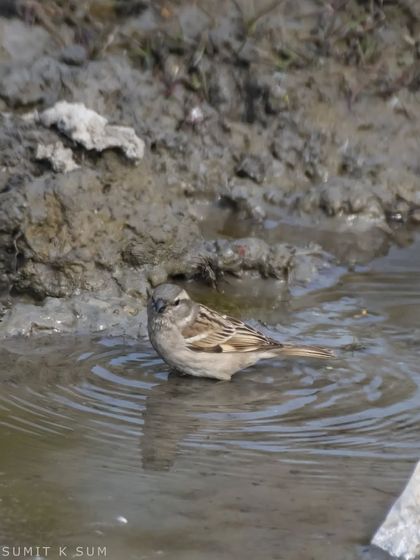 A House Sparrow taking a bath in a muddy puddle, a common but delightful behavior to watch.
