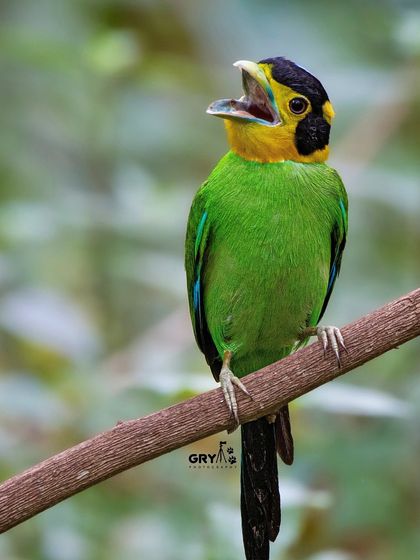 The uniquely shaped head and vibrant green of the Long-tailed Broadbill. This is a specialty species from the foothills of the Himalayas, and a favorite subject of mine.
