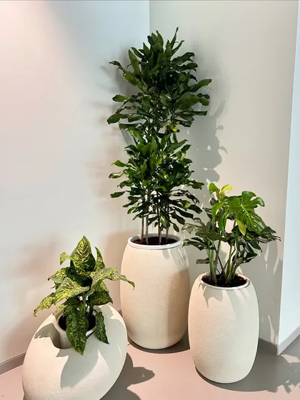 This is a great example of a modern plant cluster for a clean, minimalist space. The organic shapes of these white fiber planters complement each other perfectly, creating a serene corner arrangement.