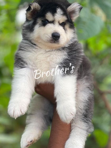 Another angle of this impressive woolly coat puppy, showing his sturdy build and calm expression.