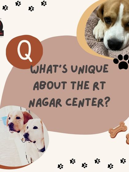 Anvis - Dog Boarding Fun, Games & Celebrations photo 6