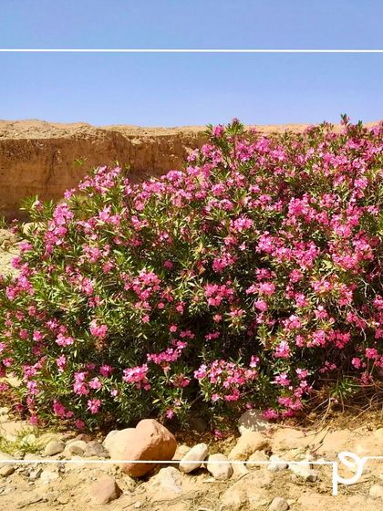 Our Native Plant Showcase photo 13