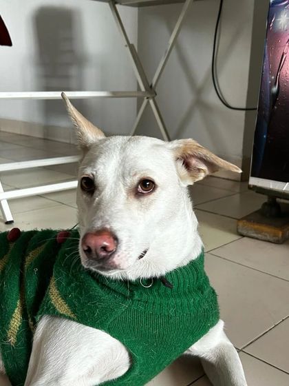 These additional photos showcase the variety of wonderful dogs I have the pleasure of caring for, each with their own unique charm and personality. From playful moments to quiet cuddles, every interaction is special.