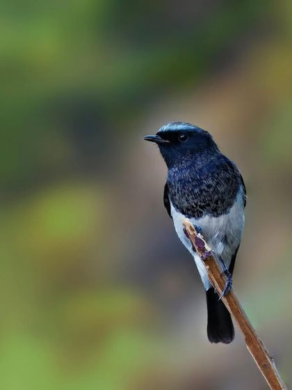 A Blue-capped Redstart sits on a slender vertical twig. The soft, out-of-focus background isolates the bird, drawing attention to its dark blue and grey plumage.