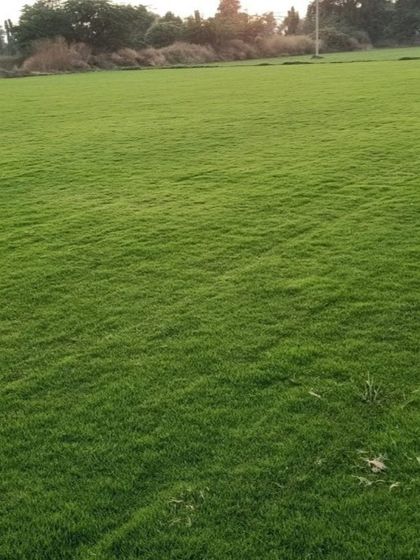 A close-up of a lush, green lawn. This is the quality of natural grass I have been supplying to my customers in Delhi since 2001.