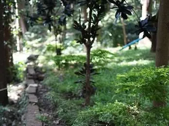 A soft-focus shot of a woodland path in Yercaud, with small shrubs and a natural groundcover creating a peaceful, untouched feel.