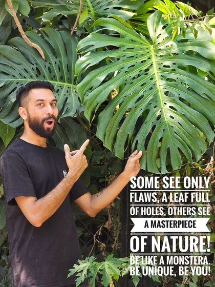 Be like a Monstera: be unique, be you. This leaf is a perfect example of nature's beautiful and intricate designs.