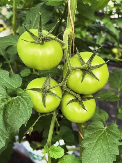 A perfect bunch of green tomatoes growing on the vine in our hydroponic setup. They are grown organically, ensuring they are juicy, flavorful, and completely natural.