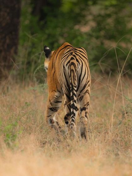 The back view of tigress Naintara as she walks away into the tall grass. Even from behind, the pattern of her stripes and her powerful build are impressive. This shot is part of a series documenting her morning patrol.
