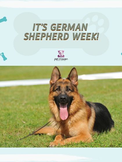 We're celebrating German Shepherds this week! Book a session for your intelligent and devoted German Shepherd to get a special discount.