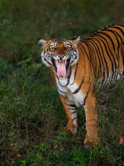 A powerful flehmen response from a tigress of the Russel line. This behavior, used to analyze scents, offers a glimpse into the complex communication happening all around us in the jungle.