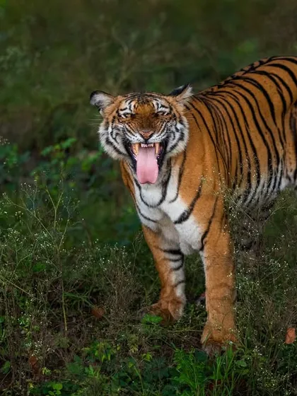 A powerful flehmen response from a tigress of the Russel line. This behavior, used to analyze scents, offers a glimpse into the complex communication happening all around us in the jungle.