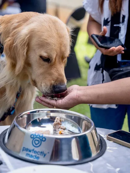 A gentle hand-feed for a gentle giant.