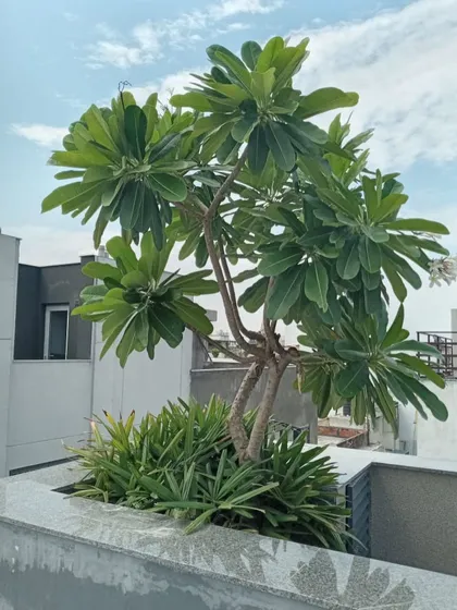 A beautiful plumeria tree serves as the centerpiece for this built-in concrete planter on a Gurugram rooftop. The surrounding greenery adds texture and complements the tree's sculptural form.