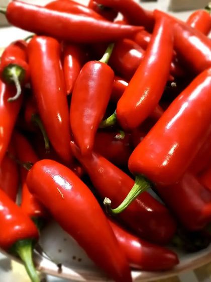 A bowl full of fresh red chillies, washed and ready to be made into my spicy pickle. The quality of the main ingredient is very important to me.