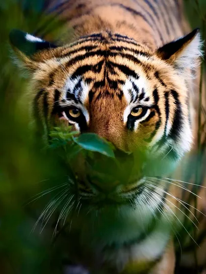 Sometimes you get too close for comfort, and this was one of those moments. This tight close-up of a tiger's face, partially hidden by a leaf, gives a sense of its immense size and presence. The direct eye contact is what makes the shot so powerful.