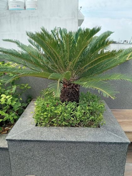 A healthy sago palm sits in a square granite planter, providing a tropical, architectural feel. The surrounding ground cover adds another layer of green texture.