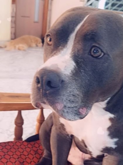 A sweet Pitbull, looking at you with so much love. They are wonderful family dogs.