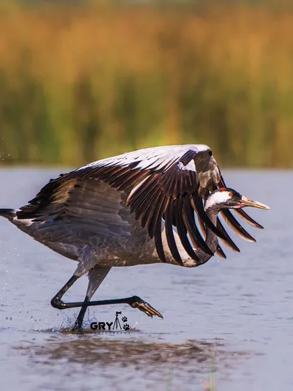 A Common Crane takes off from the water, its powerful legs and wings creating a splash. This image captures the energy and grace of a large bird beginning its flight.