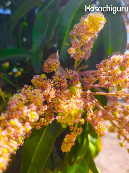 The air is buzzing with the promise of summer. These mango blossoms are a sign that the season of sweetness is just around the corner at our farms.