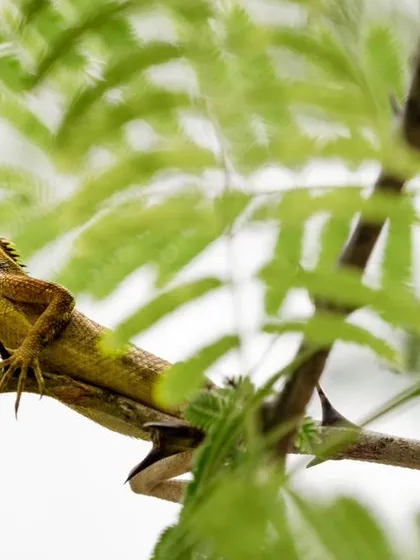 A garden lizard basks on a branch, framed by green leaves. This shot captures the reptile in a moment of calm.