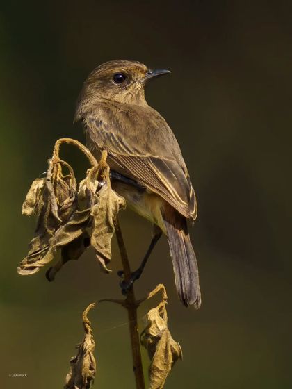 A female Pied Bushchat perched on a dried plant, looking over its shoulder. The soft morning light beautifully illuminates its subtle brown plumage.