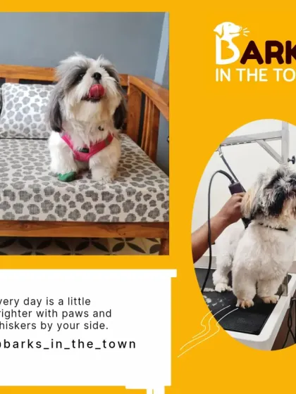 A happy Shih Tzu relaxing at our salon, and another one getting a professional trim. We provide a complete experience from the grooming table to a comfortable waiting area.